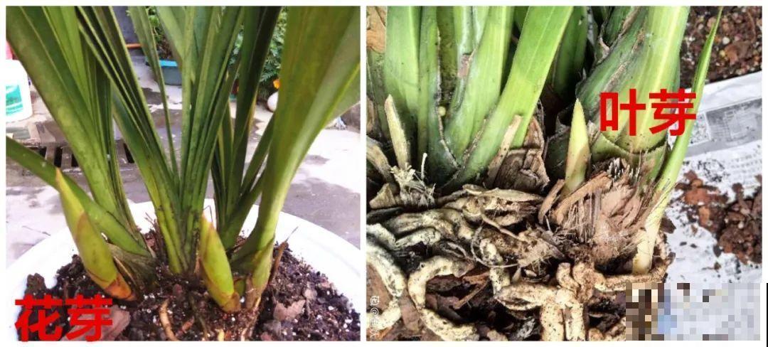 下个月开始，这10种花不能剪，剪了没花看，白养大半年！