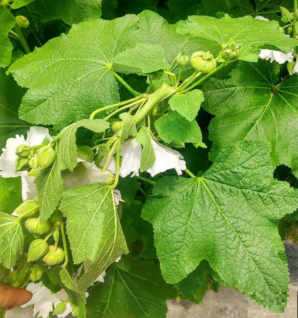 白色蜀葵竟被拦腰折断,说是因为颜色不吉利,真无语! 白色蜀葵竟被拦腰折断,说是因为颜色不吉利,真无语!