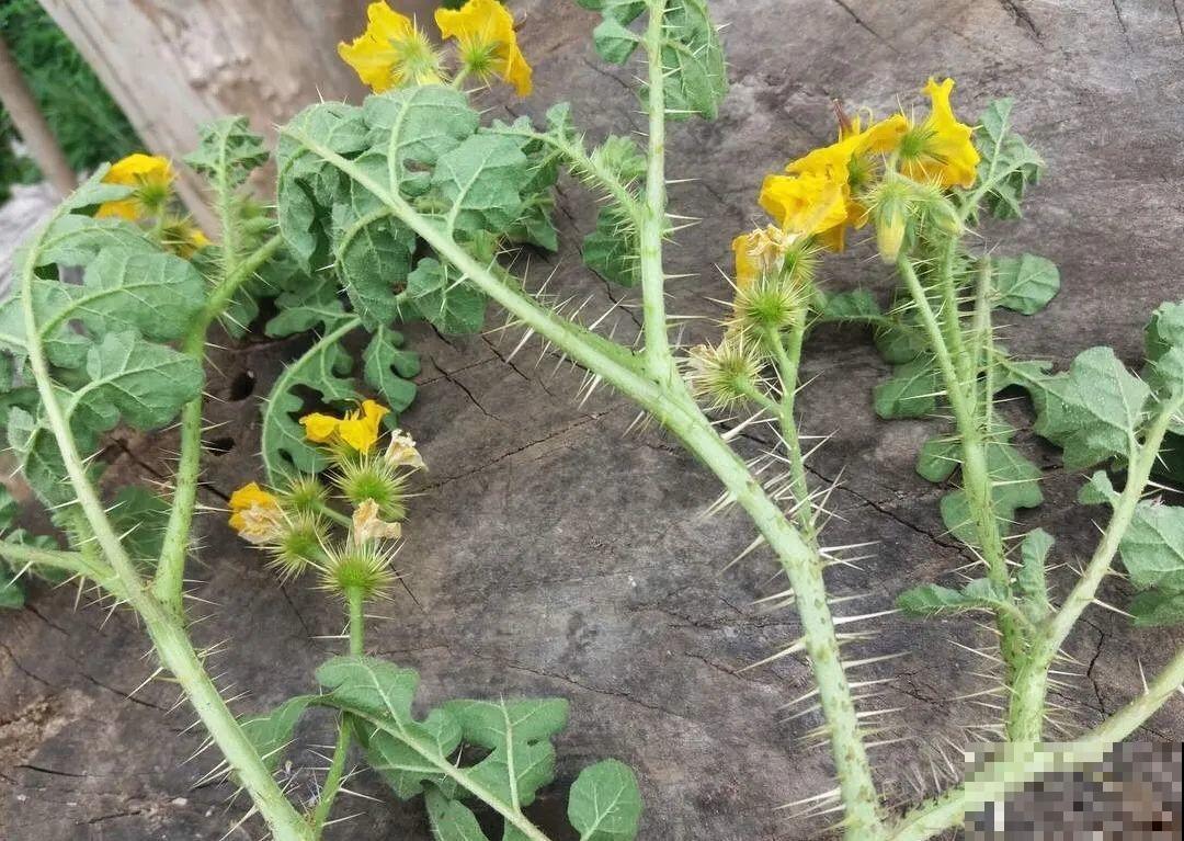 38种入侵植物,全村出来挖,挖完又长一大片 38种入侵植物,全村出来挖,挖完又长一大片