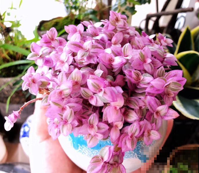 5种网红植物，叶子粉粉嫩嫩，耐阴又好养！