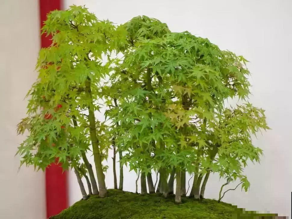 惊艳的6大盆景造型,中国植物艺术的巅峰,收藏起来! 惊艳的6大盆景造型,中国植物艺术的巅峰,收藏起来!