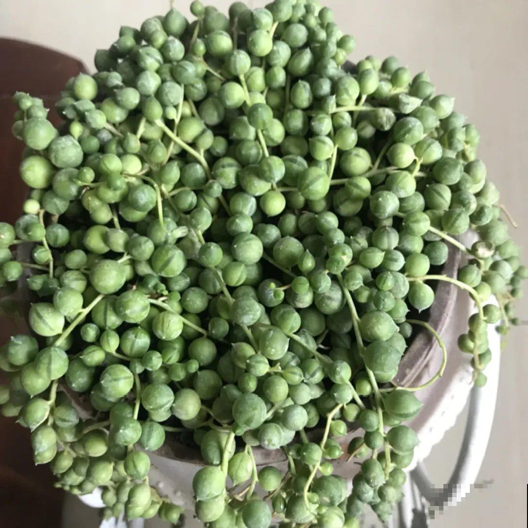 看图猜花名，100道题，测你的养花天分！