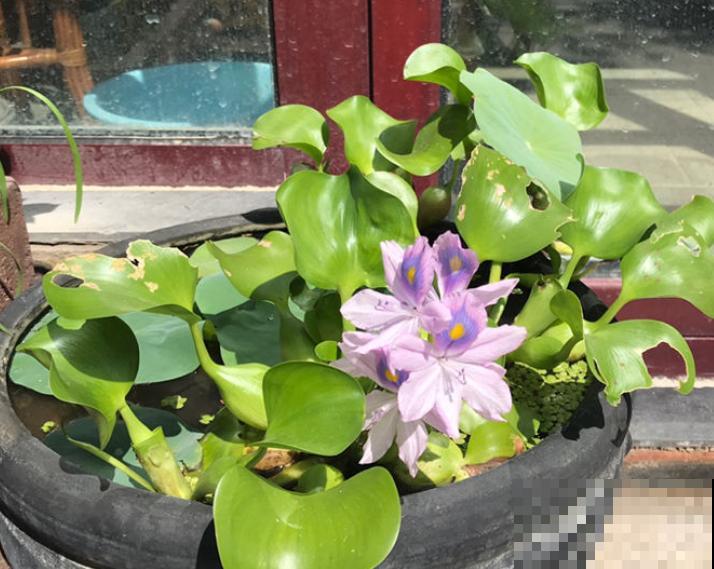 如果你是浇水党，就养这些耐水淹的花，浇多少都没事！