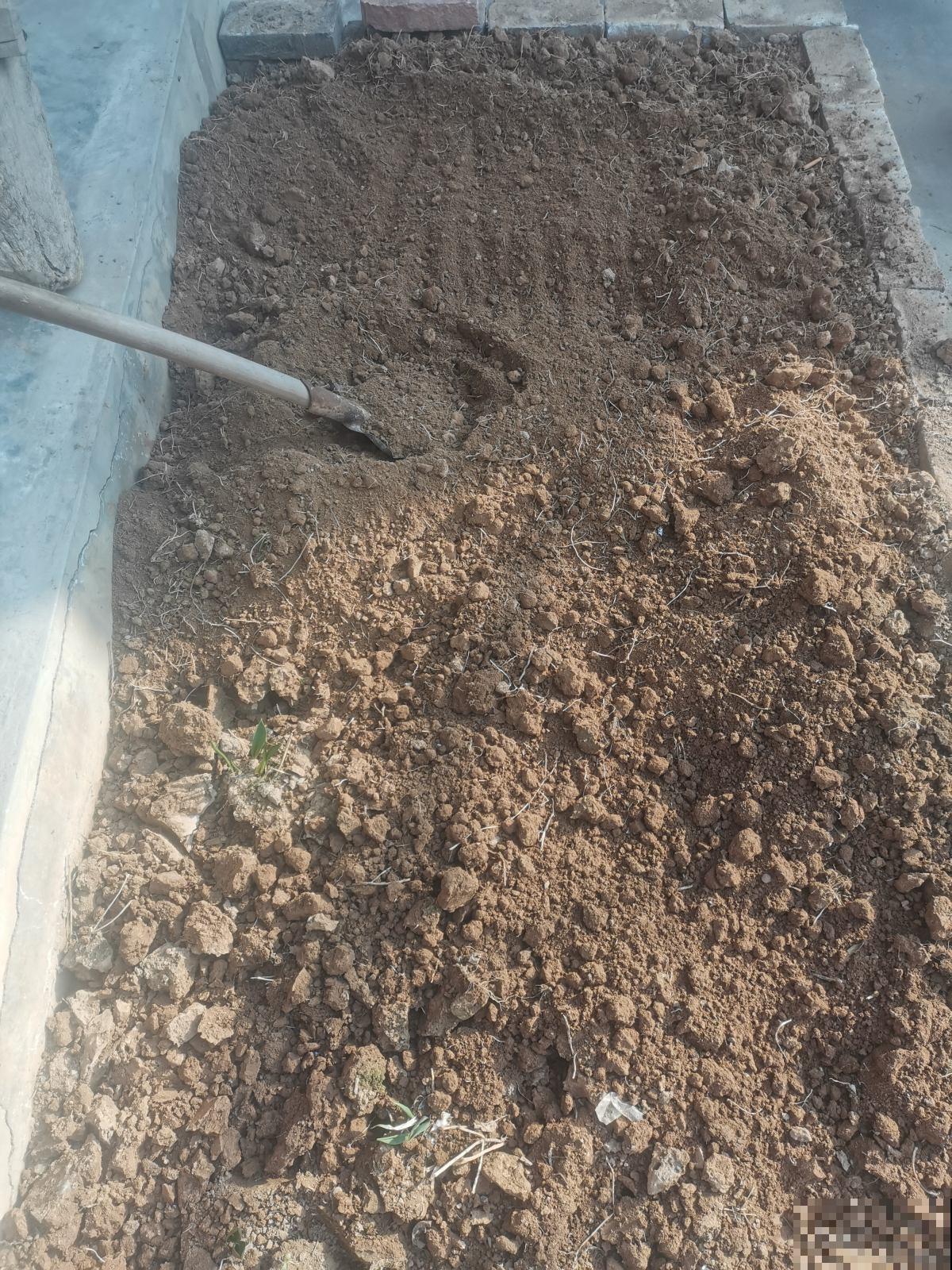 养花的旧土别乱用,3步改良,花卉旺得挤破盆! 养花的旧土别乱用,3步改良,花卉旺得挤破盆!