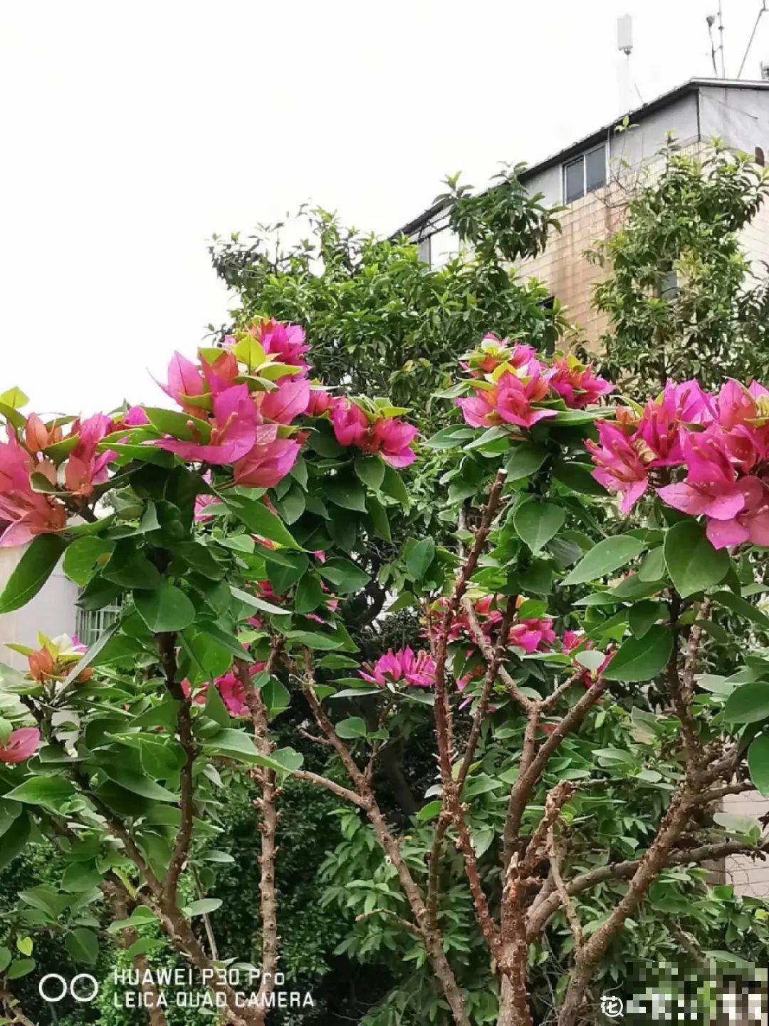 家里养3种花,最怕遇见这个,抓紧避免才能疯长! 家里养3种花,最怕遇见这个,抓紧避免才能疯长!