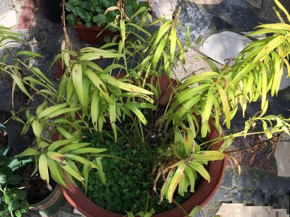 种花赚钱？要是有块地，真的发财了！