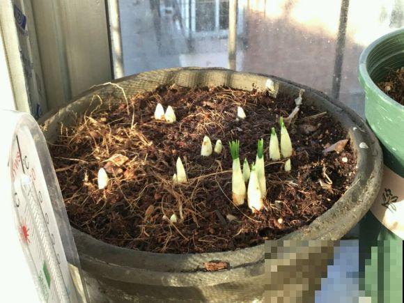 比黄金还珍贵的藏红花,其实在家就能种,三个月就开花! 比黄金还珍贵的藏红花,其实在家就能种,三个月就开花!