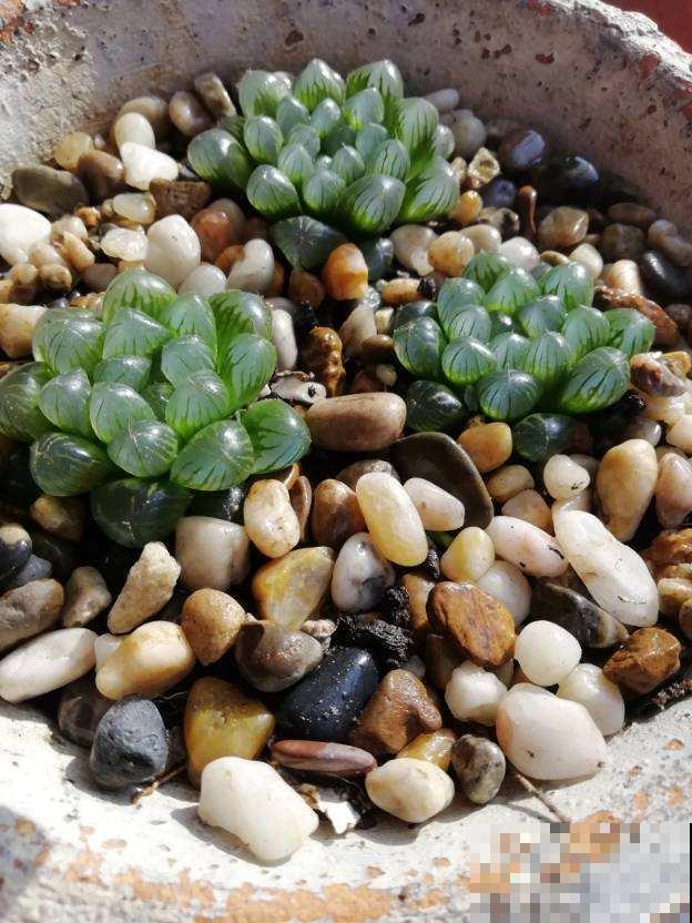 家里养玉露，扣个塑料瓶，立马水晶透亮