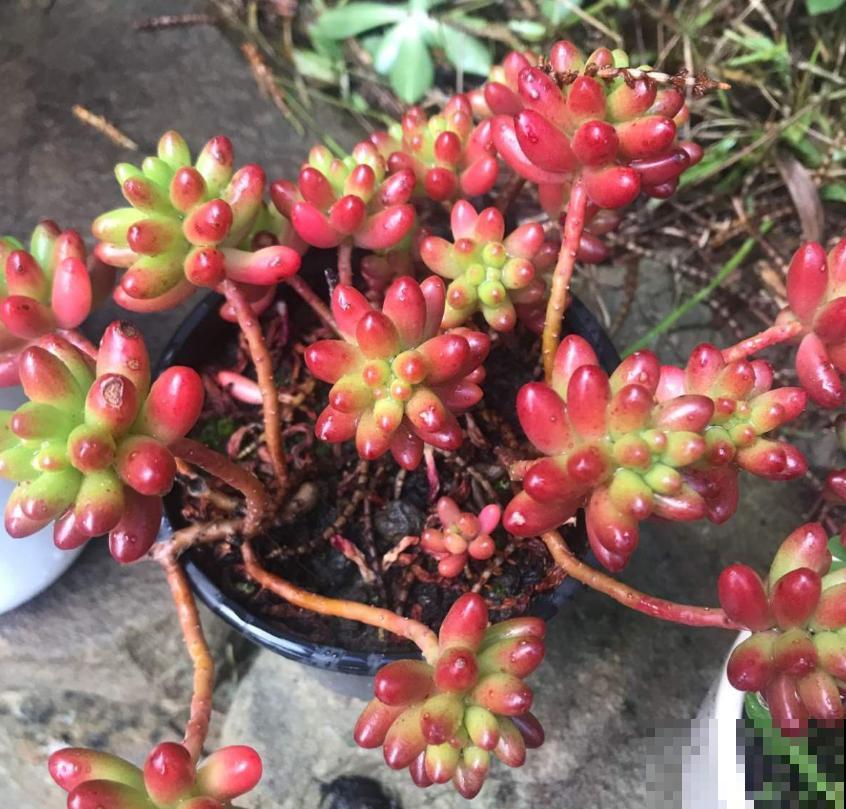 彩虹之玉这么养,肉嘟嘟,肥嫩嫩,红彤彤! 彩虹之玉这么养,肉嘟嘟,肥嫩嫩,红彤彤!