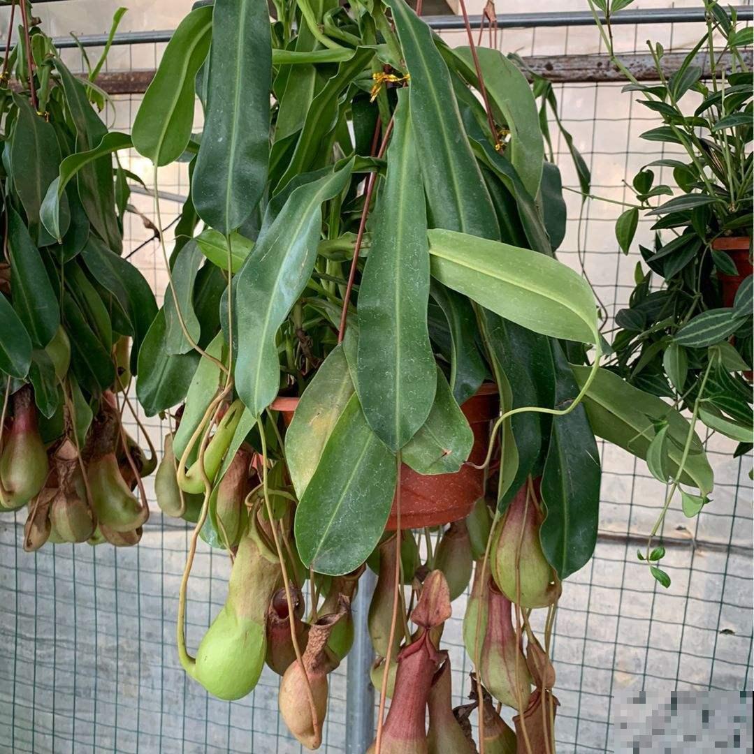 无肉不欢？这4种植物比你还爱吃肉，再加点酒长得更欢！