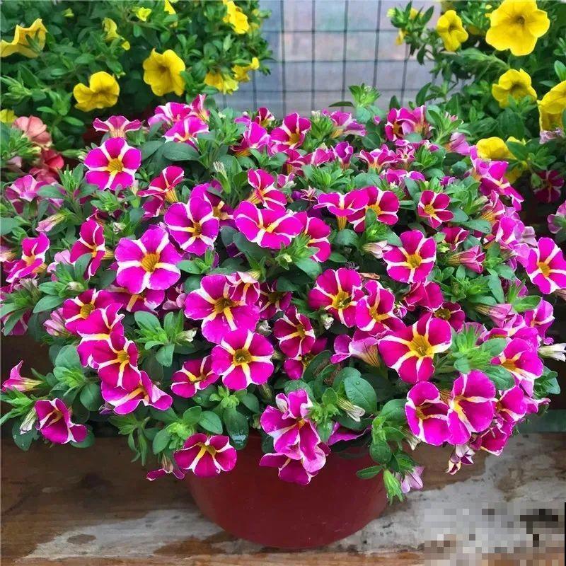 精致小草花，挂起来养，能开成花瀑布！