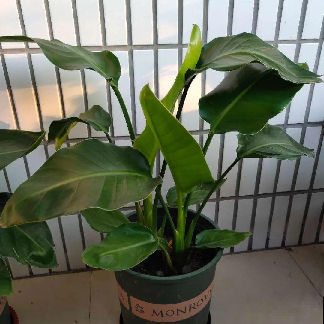 20到养花题，看看你能对几道，对一半就是大神