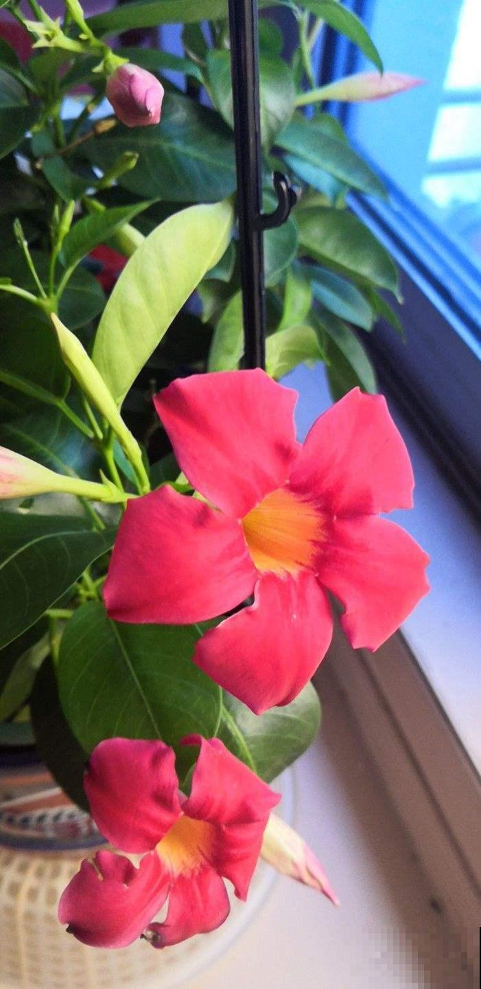 超耐旱的沙漠玫瑰,肚大花美,你值得拥有哦! 超耐旱的沙漠玫瑰,肚大花美,你值得拥有哦!