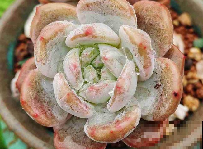 浇水时注意一个细节,花喝了长得超快,大白根又密又壮! 浇水时注意一个细节,花喝了长得超快,大白根又密又壮!