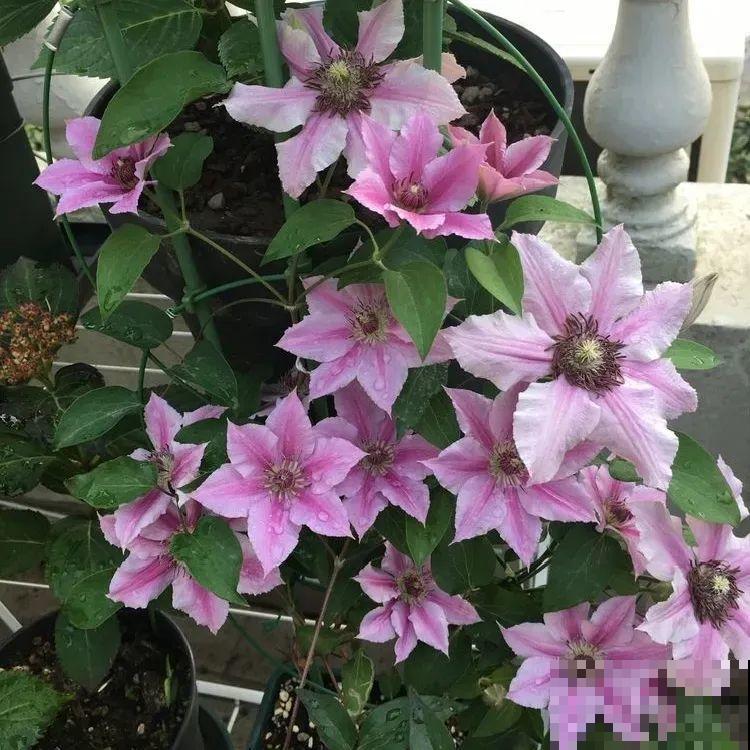 秋天养铁线莲，沾土就活，零下20度冻不死！