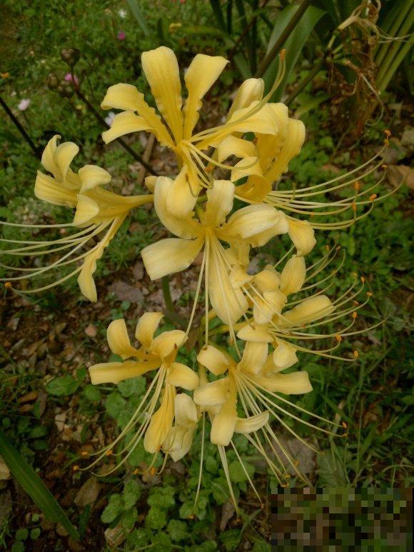 石蒜科的花,个比个漂亮,却是危险的有毒植物! 石蒜科的花,个比个漂亮,却是危险的有毒植物!