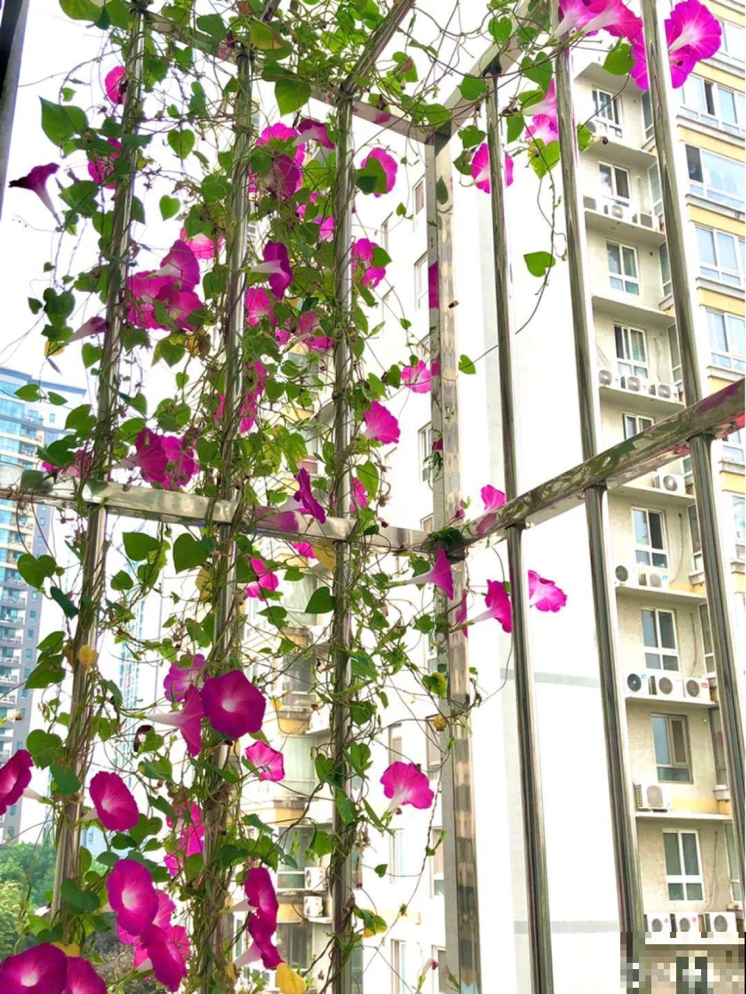 家里4个角落别浪费，分别养些好看的花，一年就能变花园！