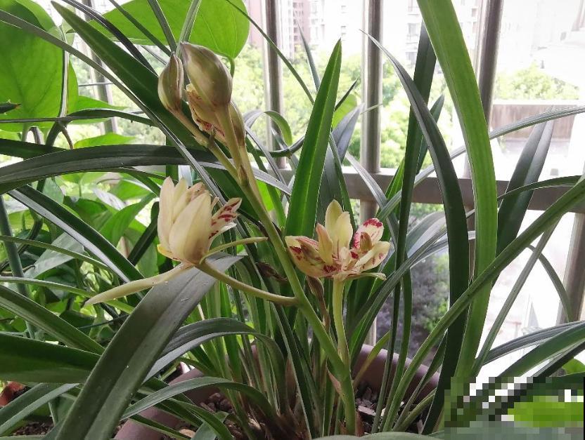 兰花入手的最佳时期,选这6个品种,便宜好活开花勤! 兰花入手的最佳时期,选这6个品种,便宜好活开花勤!