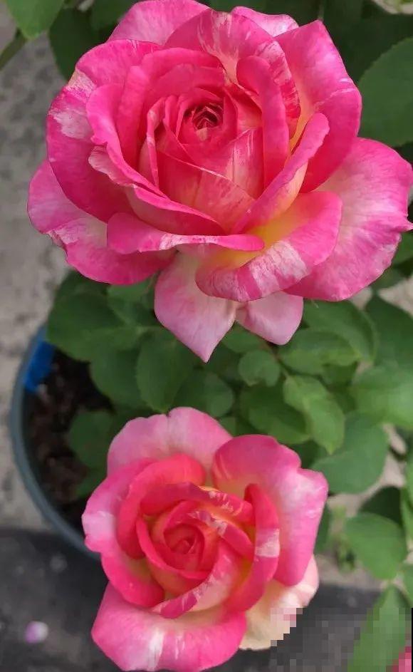 我在公司养300盆花，老板没批评，还帮忙拍照！