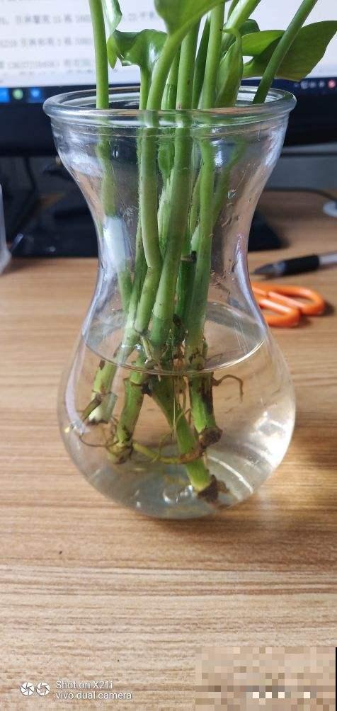 水里丢两块木炭，水培花不烂根，还能净化水质