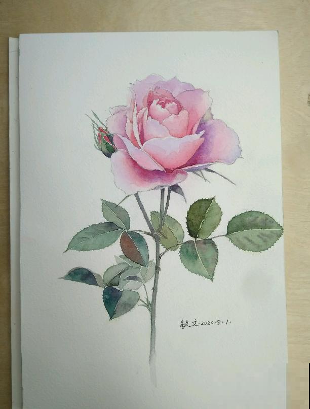 她家的花一开，就赶紧画成水彩画，比真花还美！