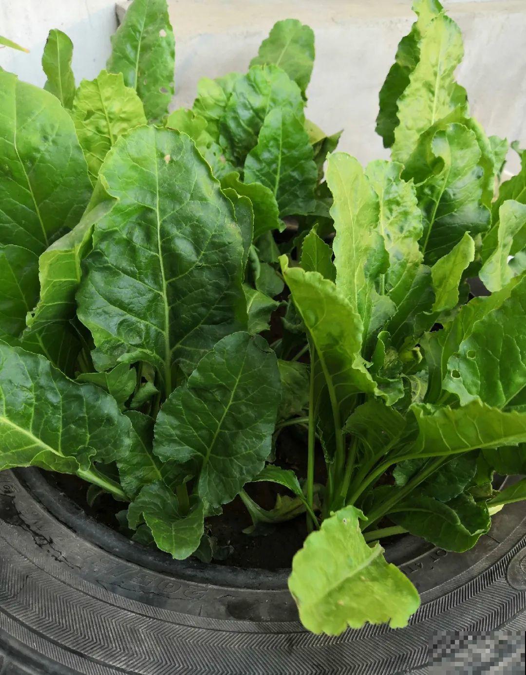 把菜种自家墙上,多得吃不完,太震撼 把菜种自家墙上,多得吃不完,太震撼