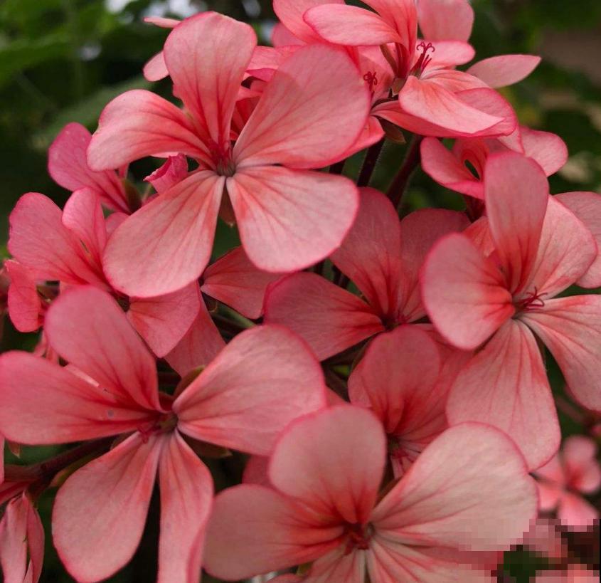 天竺葵出现黄叶，说明养护有问题，看看你是哪里做错了！