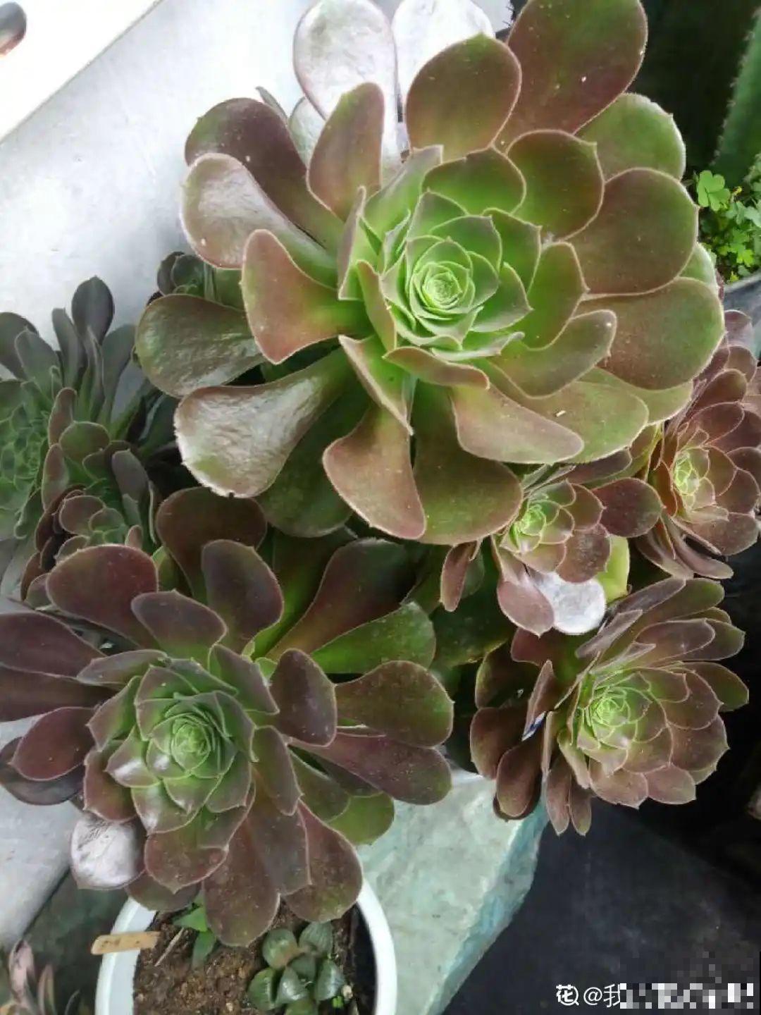 8种花再好看也别养,臭气熏天,恶心得吃不下饭! 8种花再好看也别养,臭气熏天,恶心得吃不下饭!