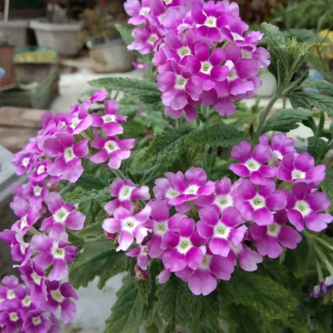 看图猜花名，100道题，测你的养花天分！