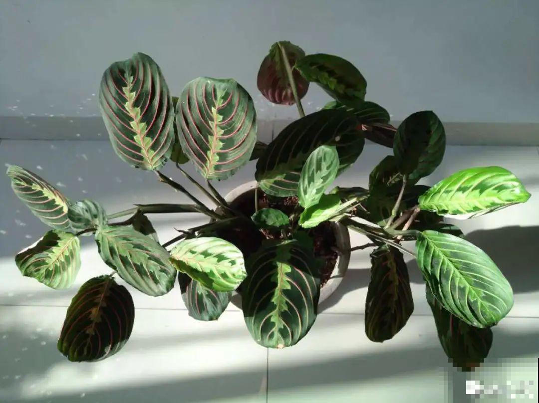 24种植物“净化器”,每个房间养一盆,太值了! 24种植物“净化器”,每个房间养一盆,太值了!