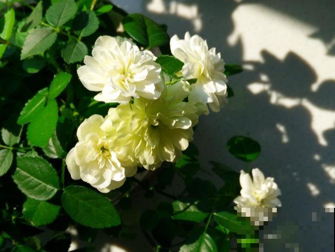 10种月季枝条太软，大家都说垂头，结果吊起来养超惊艳！