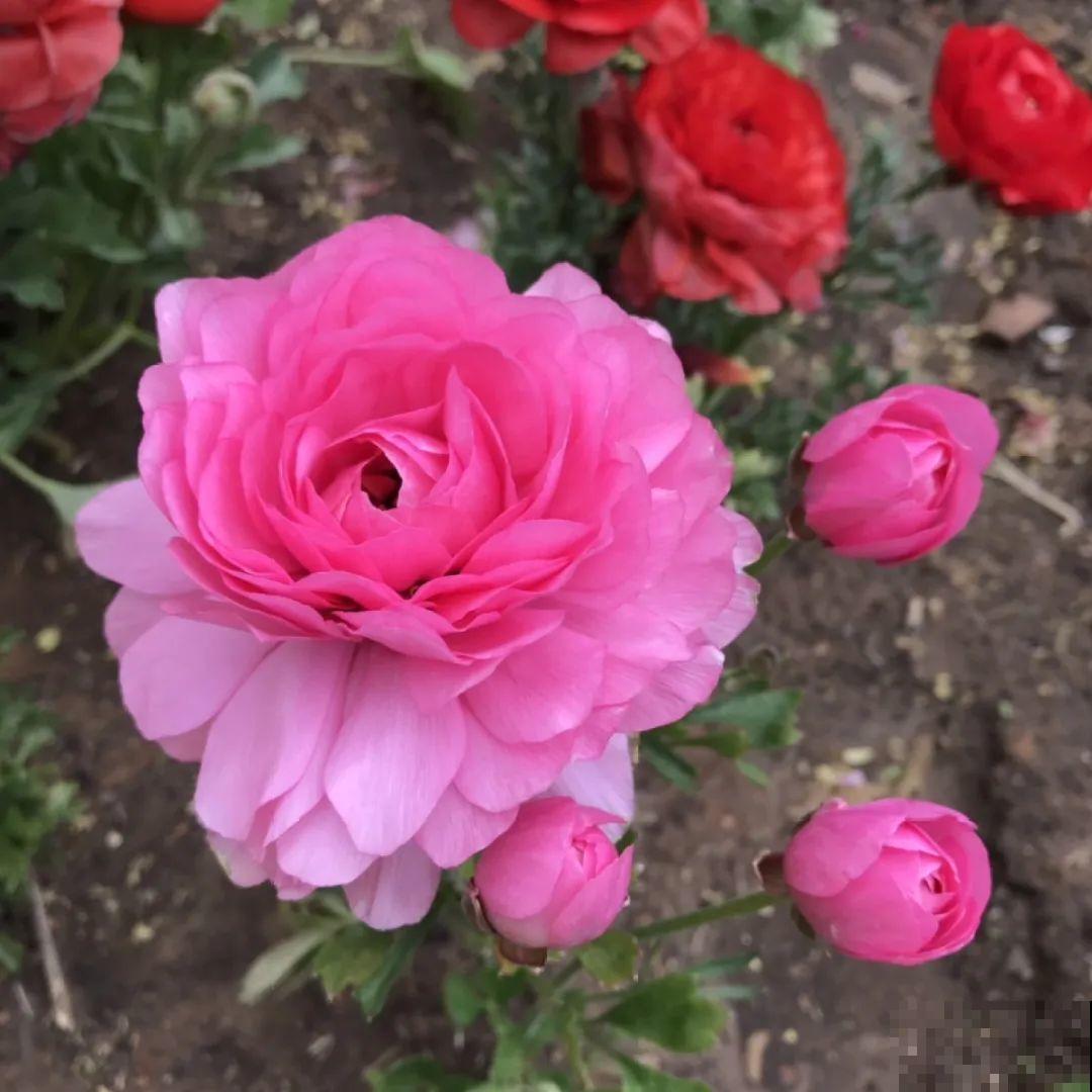 20到养花题，看看你能对几道，对一半就是大神