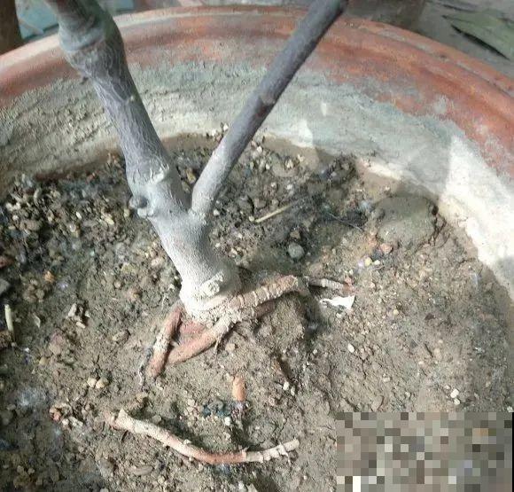 秋老虎来了，9种花进入“死期”，切莫大意！