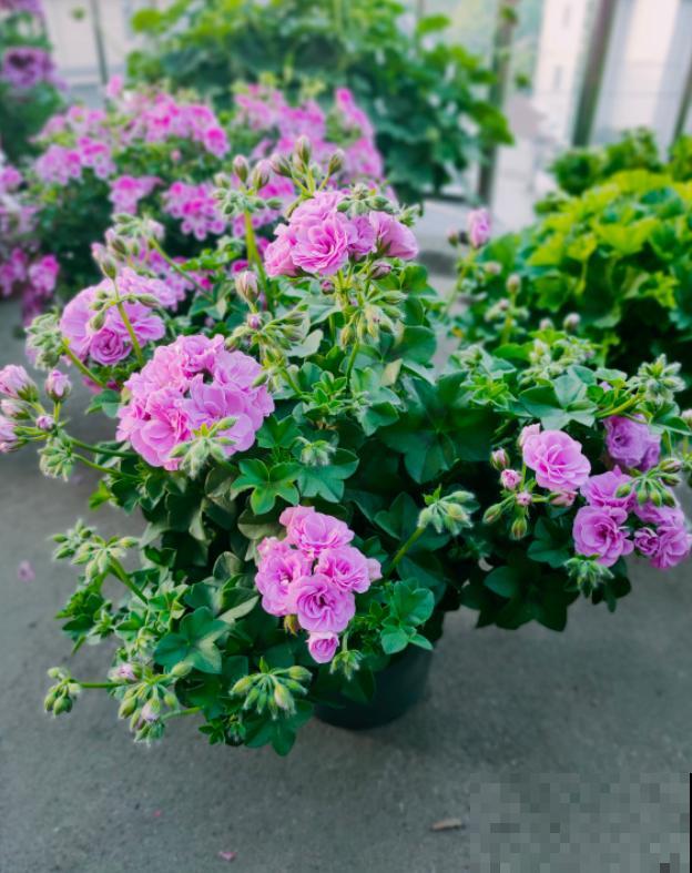 天竺葵最美的20个品种,不养一盆,对不起自己! 天竺葵最美的20个品种,不养一盆,对不起自己!