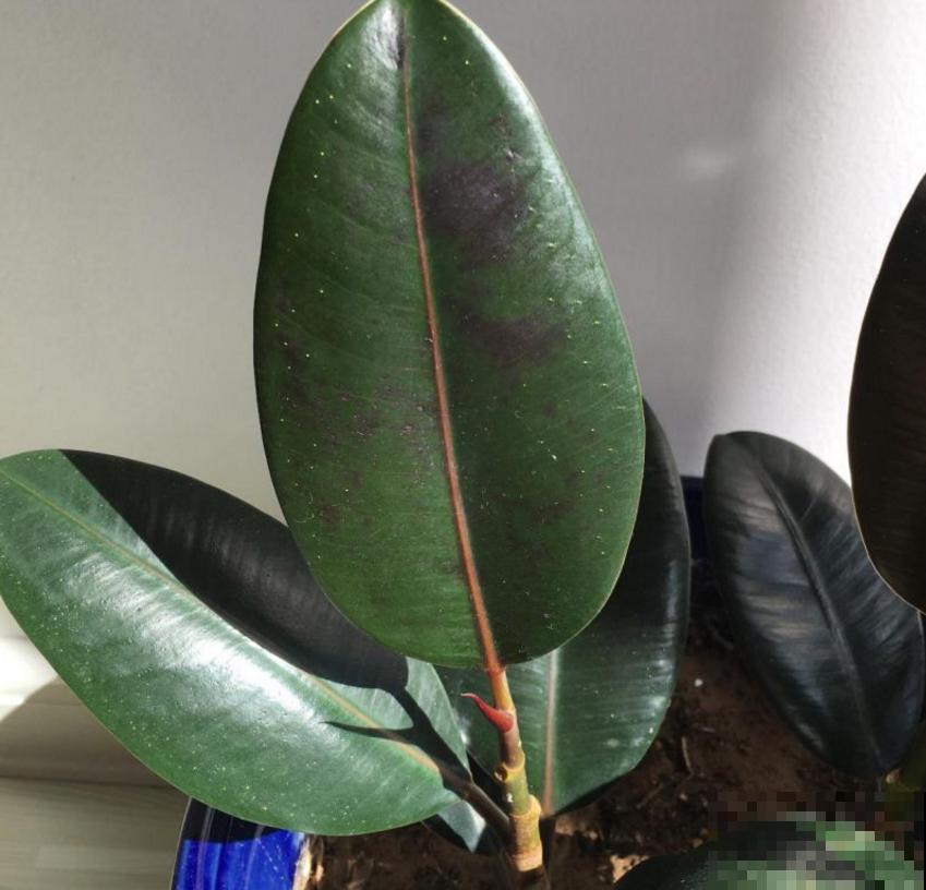 橡皮树秋天容易死，做好这3点，叶片翠绿！