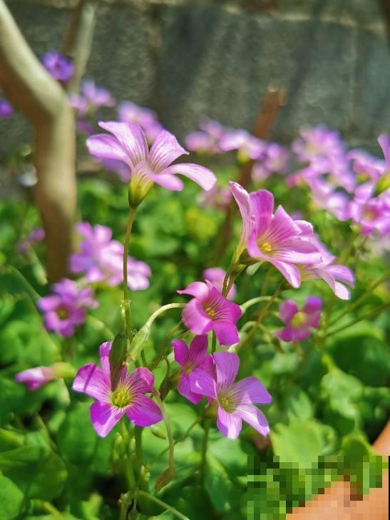 一把小球种盆里,呼呼爆开花,原来是酢浆草 一把小球种盆里,呼呼爆开花,原来是酢浆草