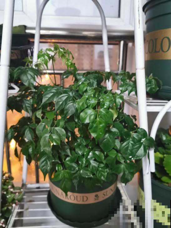 养花人,认识这4个字,就能解决黄叶和烂根问题! 养花人,认识这4个字,就能解决黄叶和烂根问题!