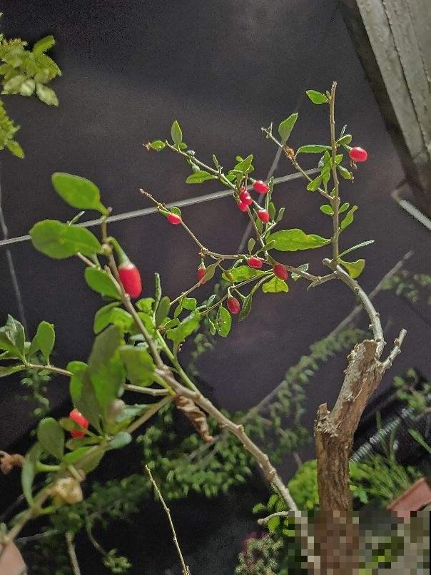 夏天养香草,摘下叶子能泡茶,还能清热解毒! 夏天养香草,摘下叶子能泡茶,还能清热解毒!