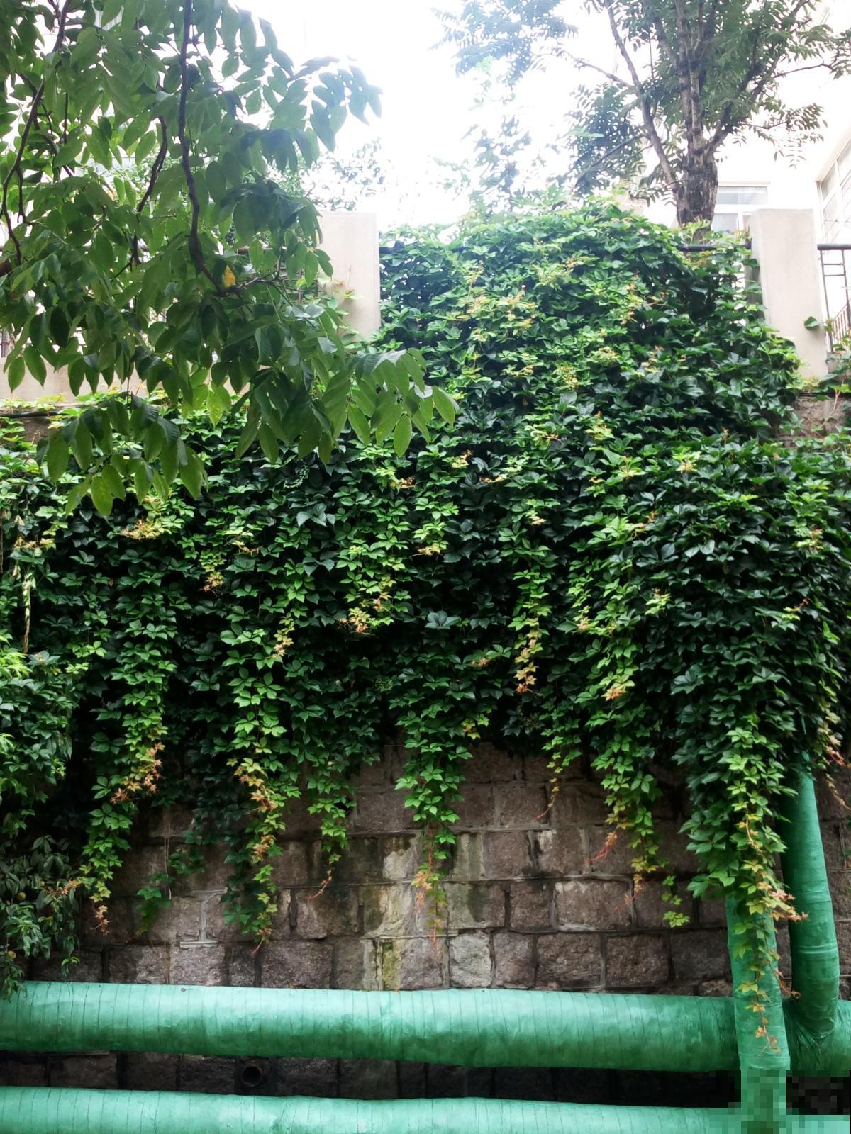 有院子的花友要注意,4种植物易招蛇,最好少养! 有院子的花友要注意,4种植物易招蛇,最好少养!