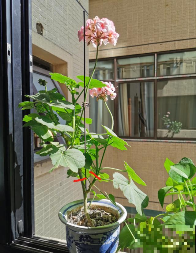 秋天养花就得折腾,修剪换盆施肥,一个工作都不能少! 秋天养花就得折腾,修剪换盆施肥,一个工作都不能少!