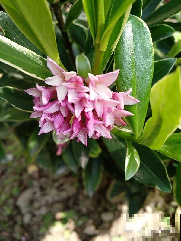 现在养瑞香时节正合适，记住两个“多”，才能开花艳丽