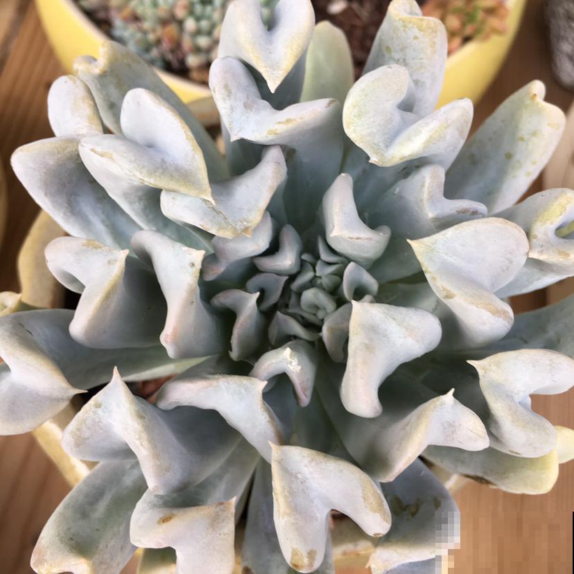 现在是多肉生长期，好养繁殖力强，入手超划算