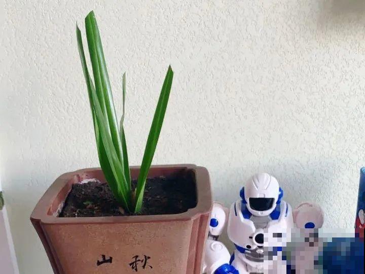 公认难养的花,养一盆死一盆,从来没有养活过! 公认难养的花,养一盆死一盆,从来没有养活过!