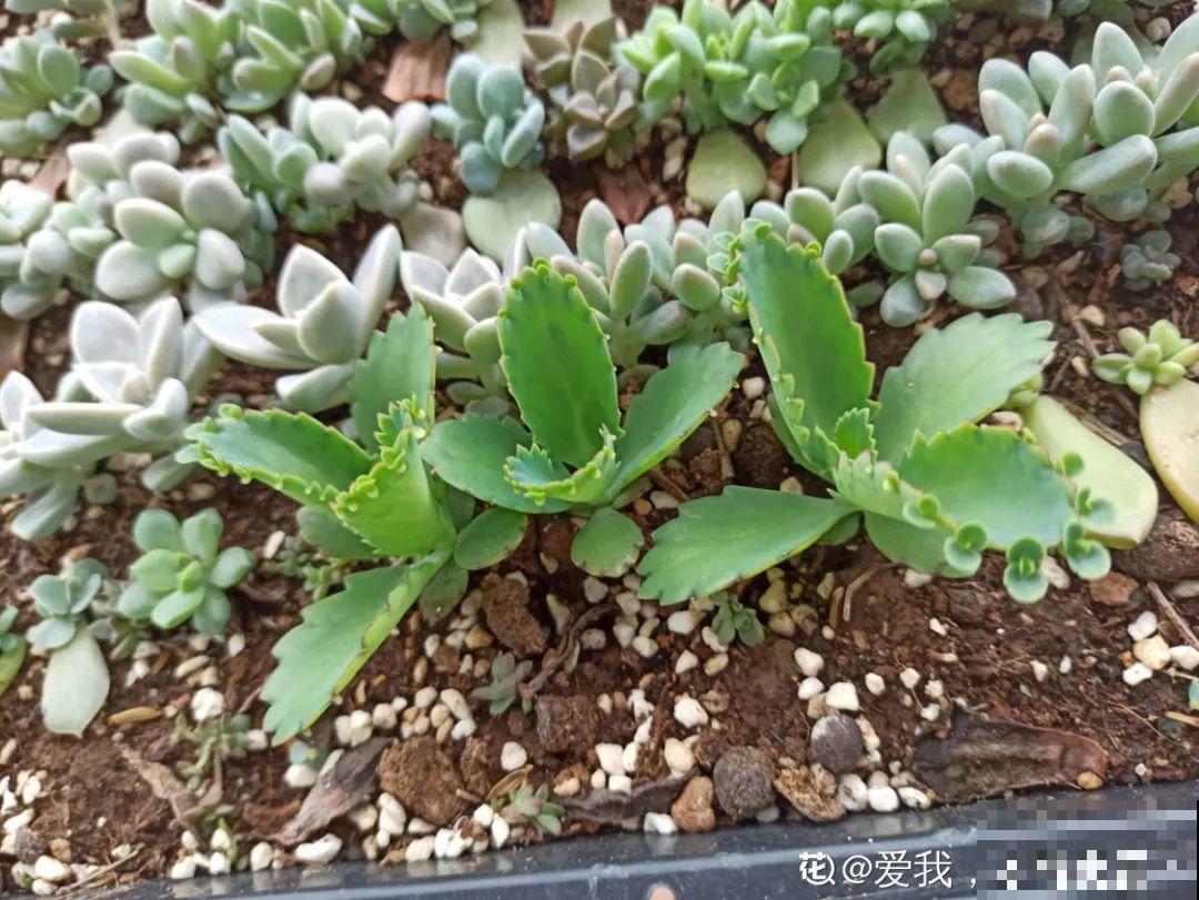 你扔的花,我捡回家,半个月起死回生! 你扔的花,我捡回家,半个月起死回生!