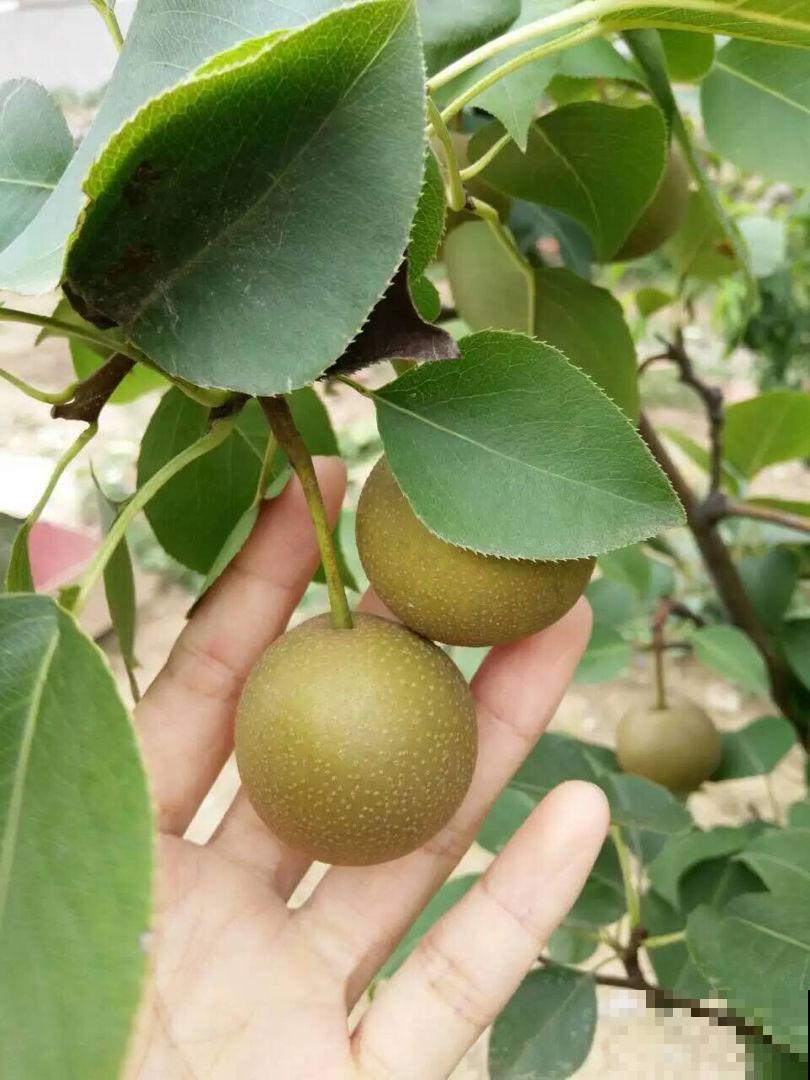 花盆里长出大苹果，原来种的矮化品种，果子多得吃不完