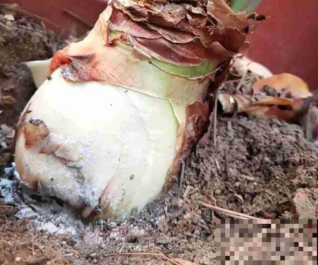 为什么朱顶红要休眠?因为不休眠,很可能不开花! 为什么朱顶红要休眠?因为不休眠,很可能不开花!