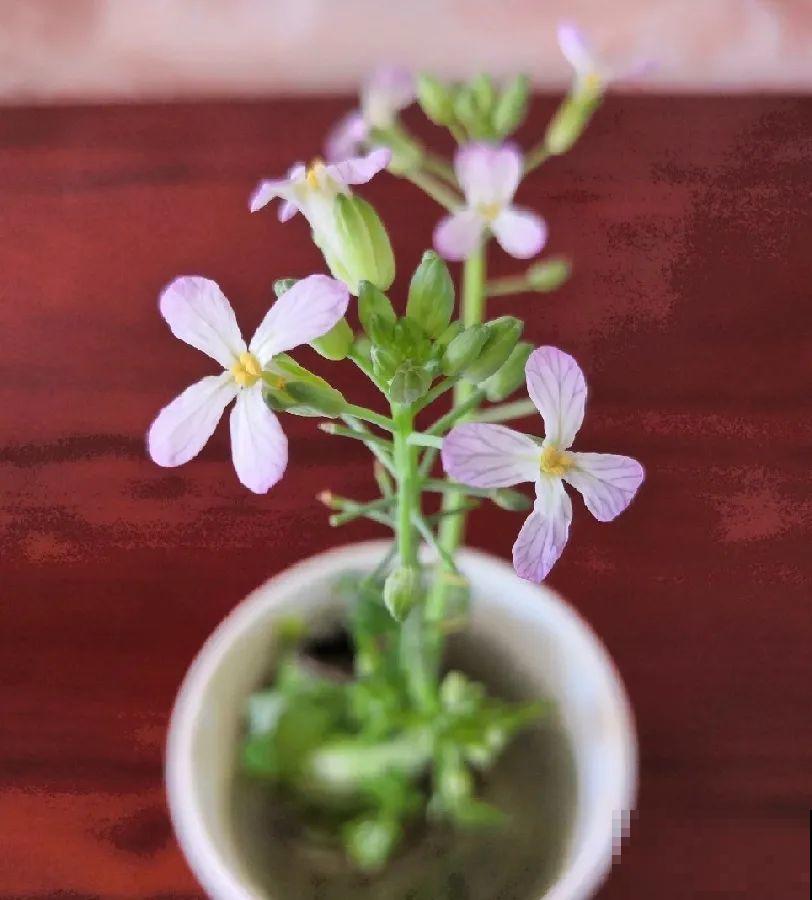 3个月后才回家，家里的花疯了，墙缝、房顶都爬满！