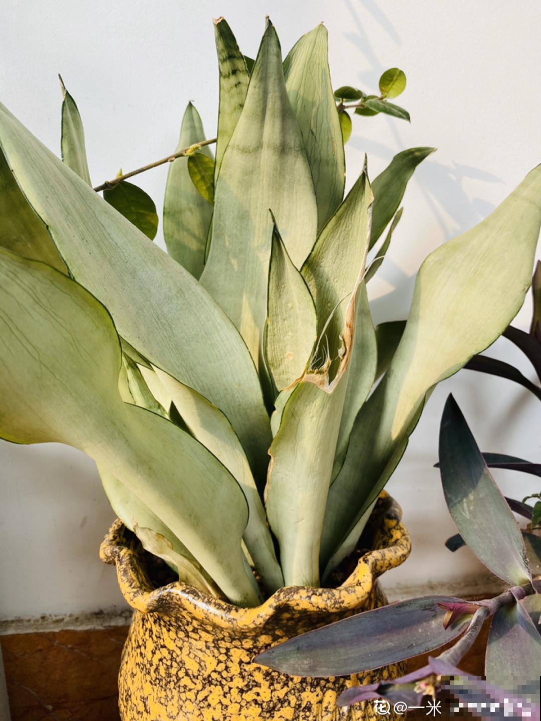 花盆越大越好看？错了，小盆种花美到窒息！
