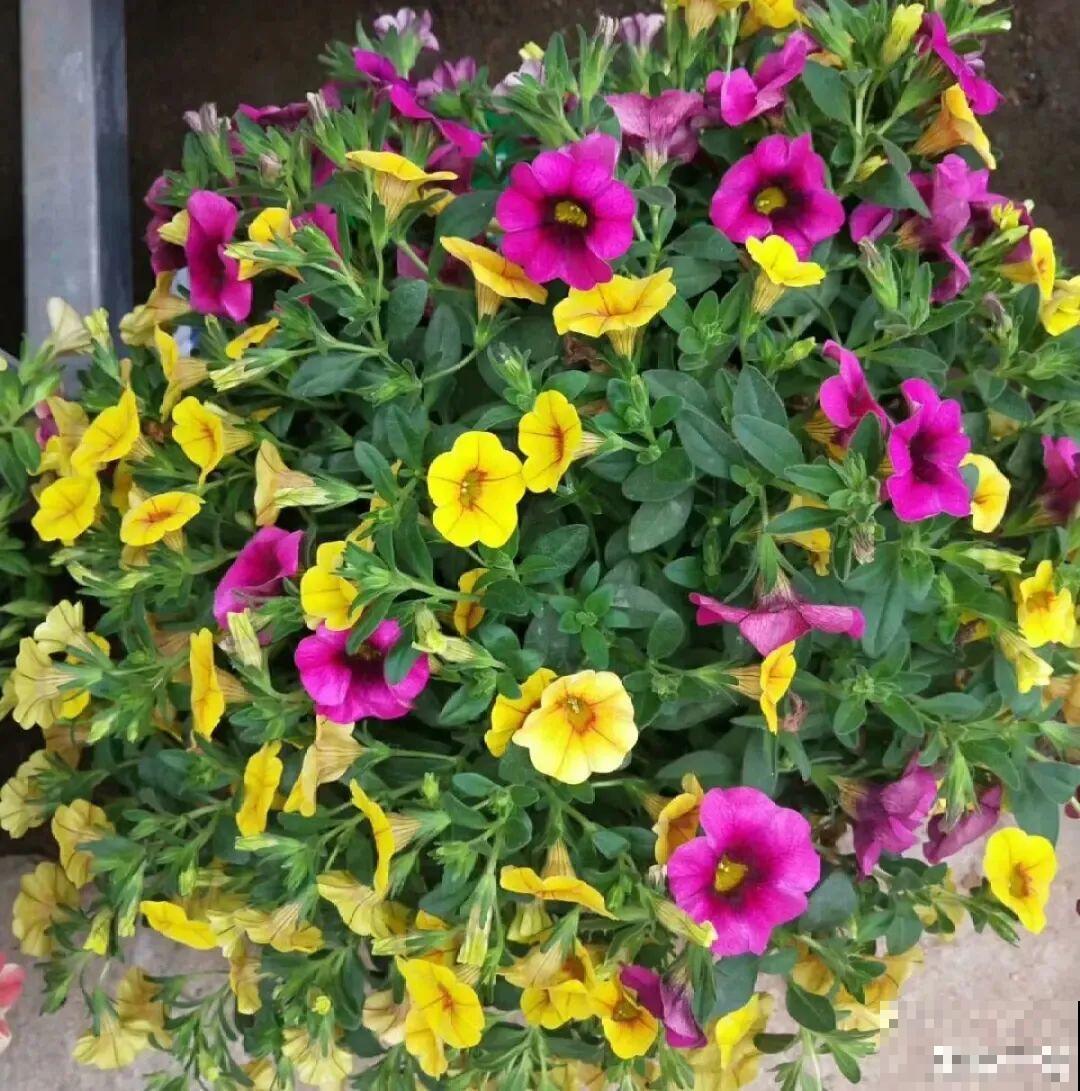 精致小草花，挂起来养，能开成花瀑布！