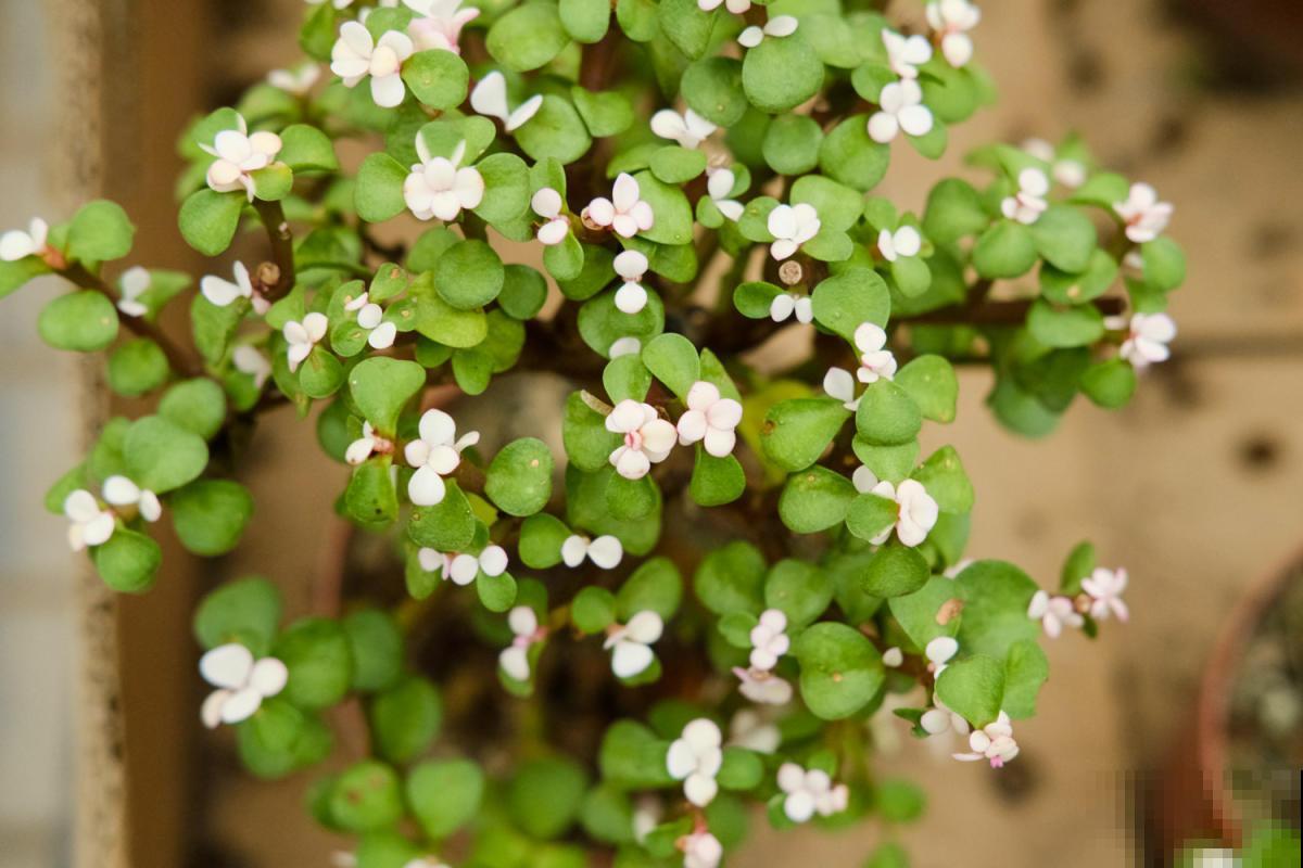 忒好看的金枝玉叶,花美叶肥,马齿苋成精了? 忒好看的金枝玉叶,花美叶肥,马齿苋成精了?